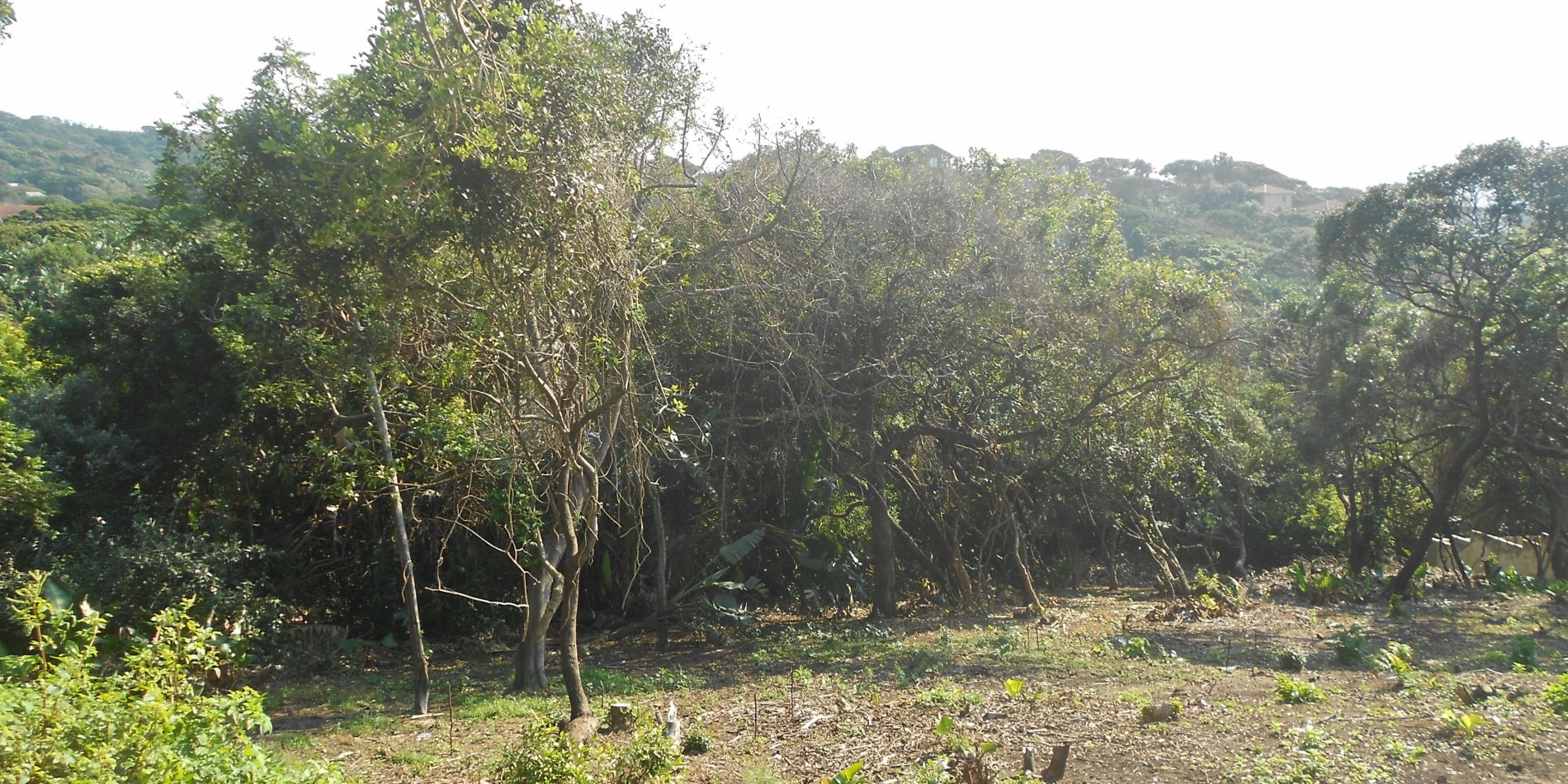 Vacant Land / Plot in Trafalgar For Sale RE/MAX™ of Southern Africa