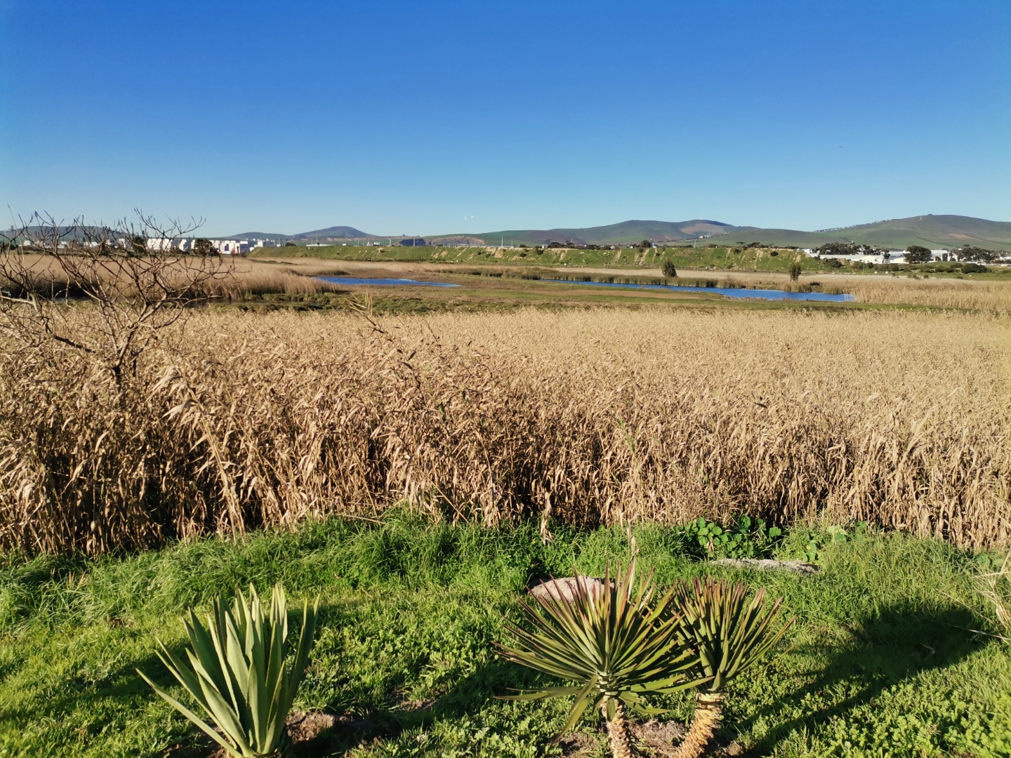 1 Bedroom Apartment / Flat For Sale in Table View RE/MAX™ of Southern Africa