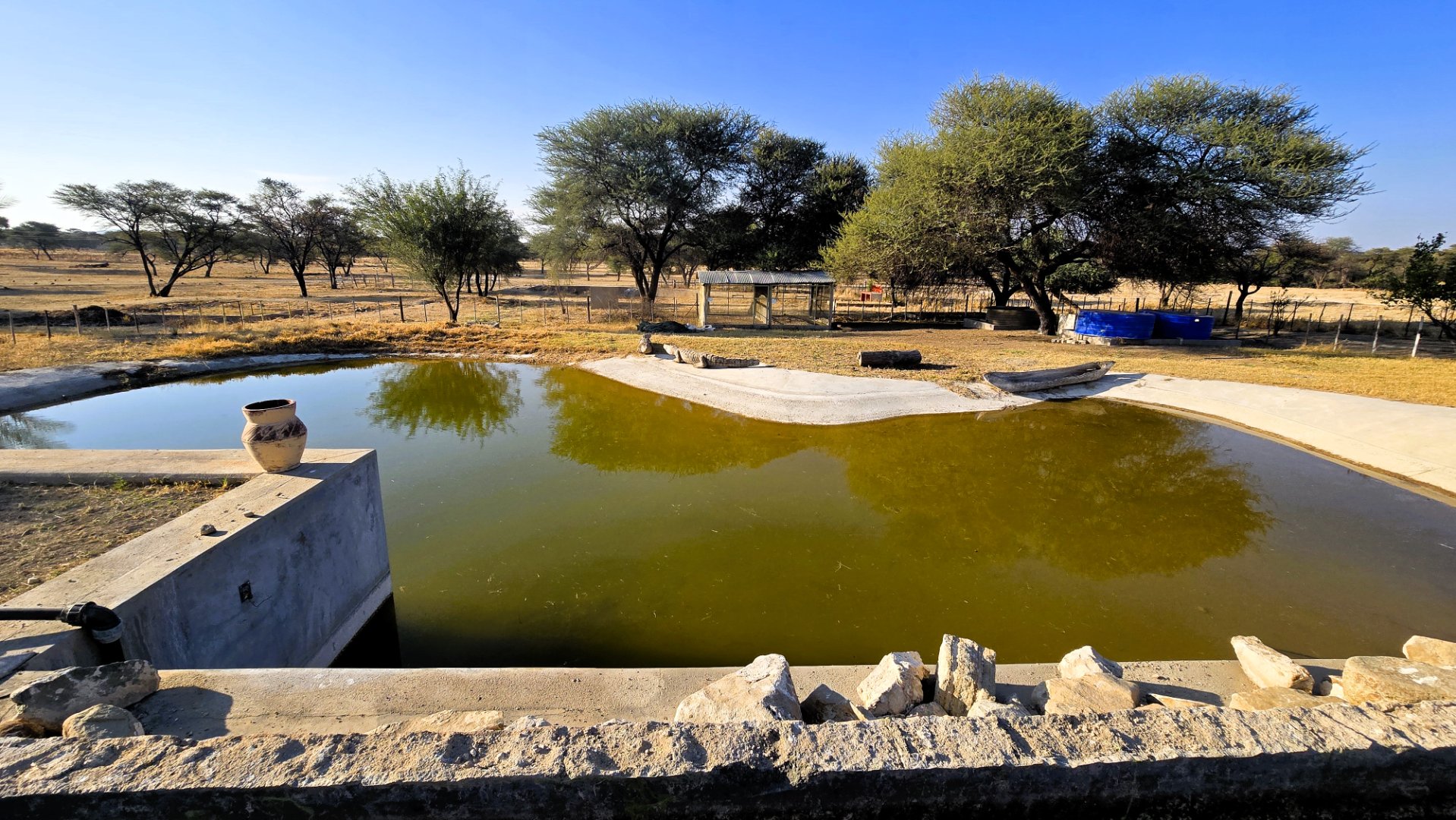 Geese dam with fish