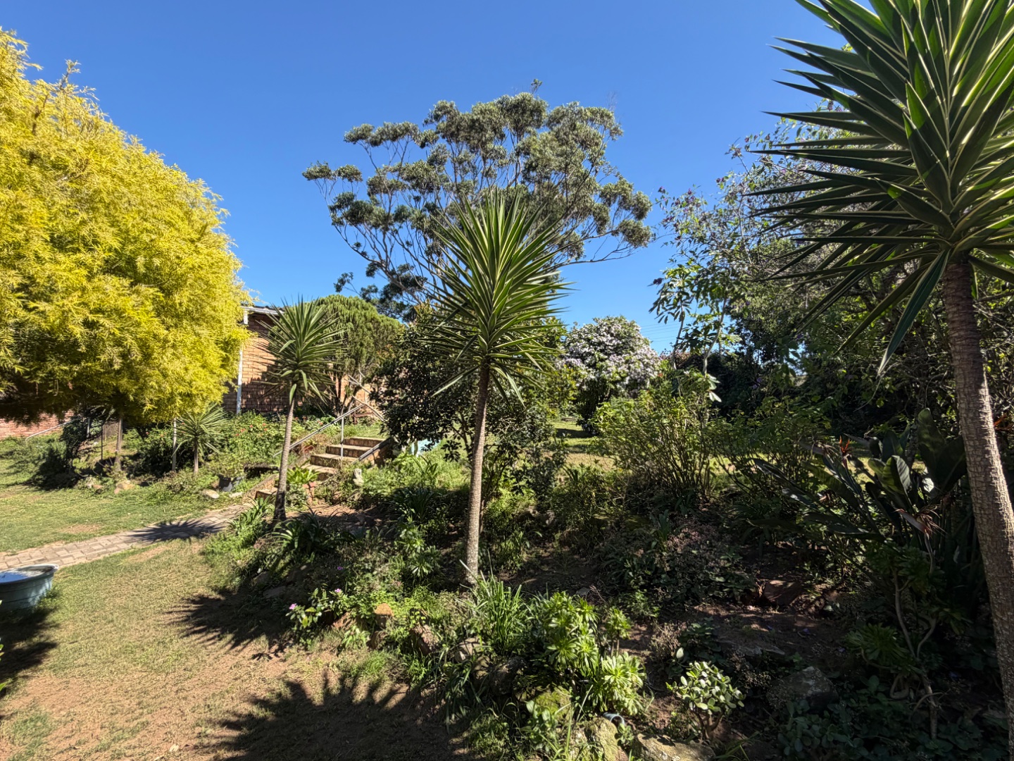 back garden